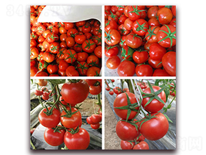 �Ƽtһ̖(h��o)-�t�����t���N��-���R�߿�