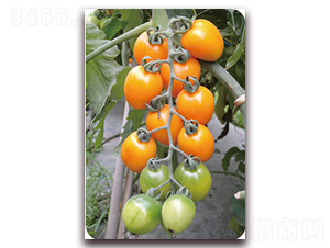 ����ɯ-�Sɫ���ҷ��ѷN��-���f(w��n)��