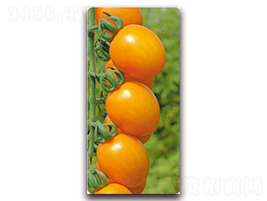 ����-�Sɫ���ҷ��ѷN��-���f(w��n)��