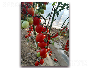 ����-���ҷ��ѷN��-���f(w��n)��