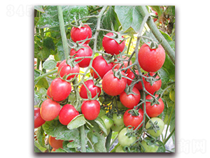 �W�_��-�ۼtɫС���ѷN��-���f(w��n)��