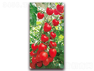 �t����-��TY���ҷ��ѷN��-���f(w��n)��