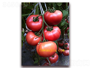 �����̖(h��o)-���ѷN��-���f(w��n)��