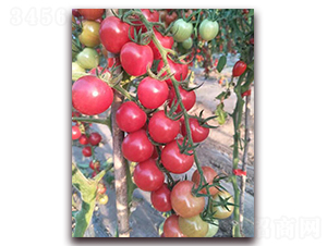 ��ؐ��-���ѷN��-���f(w��n)��