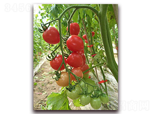 ���5̖(h��o)-���ѷN��-���f(w��n)��