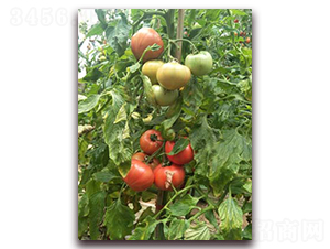 ��֮ζһ̖(h��o)-���ѷN��-���f(w��n)��