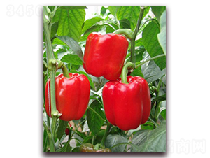 �t�����tɫ�𽷷N��-�|�Z�r(n��ng)�I(y��)