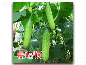 �����D-�S�ϷN��-�|�Z�r(n��ng)�I(y��)