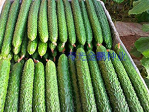 �s��-�S�ϷN��-�|�Z�r(n��ng)�I(y��)