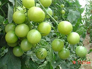 �G��ʯ-���ҷ��ѷN��-�|�Z�r(n��ng)�I(y��)