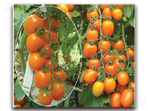 ����-���ҷ��ѷN��-�|�Z�r(n��ng)�I(y��)