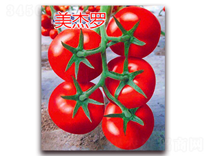 �����_-�t�����ѷN��-�|�Z�r(n��ng)�I(y��)