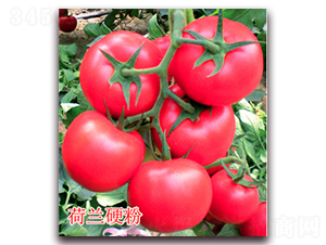 ���mӲ��-�۹����ѷN��-�|�Z�r(n��ng)�I(y��)