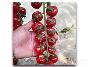 �t��-���ѷN��-� ��r(n��ng)�I(y��)