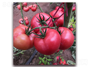 �Ð�-���ѷN��-� ��r(n��ng)�I(y��)