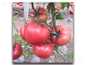 � �9-���ѷN��-� ��r(n��ng)�I(y��)