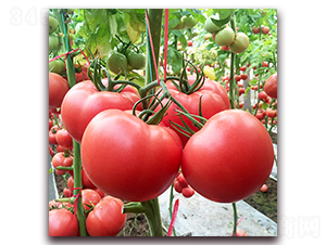 � �5-���ѷN��-� ��r(n��ng)�I(y��)