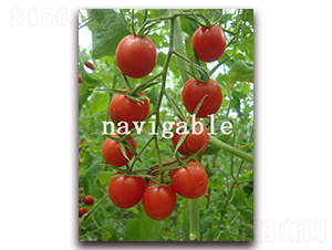 ��ؐ��-���ҷ��ѷ��ѷN��-����