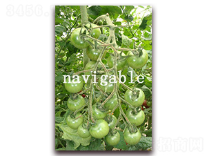 �Gؐ��-���ҷ��ѷ��ѷN��-����