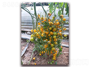 Y07-��TY���ҷ��ѷN��-����