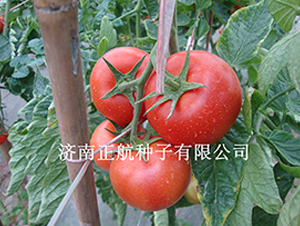 ������-����TY��t���ѷN��-����