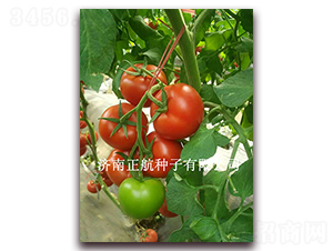 ����99-��TY��t���ѷN��-����