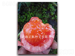 ����˹�D-�۹����ѷN��-����