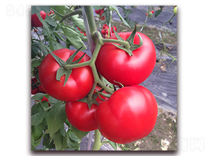 �O�紺��-�۹����ѷN��-����