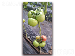 �ط�602-�۹����ѷN��-����