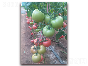 �ط�901-�۹����ѷN��-����