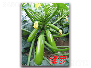 ���_-�����J�N��-�f���r(n��ng)�I(y��)