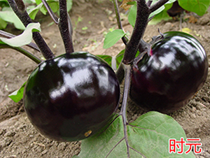 �r(sh��)Ԫ-���ӷN��-�f���r(n��ng)�I(y��)