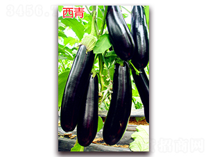 ����-���ӷN��-�f���r(n��ng)�I(y��)