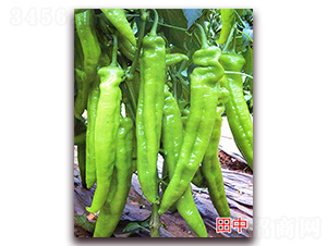 ����-�����N��-�f���r(n��ng)�I(y��)