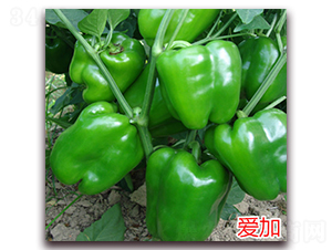 �ۼ�-�����N��-�f���r(n��ng)�I(y��)