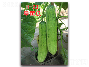 ���S��H-23-�S�ϷN��-�f(w��n)���r(n��ng)�I(y��)