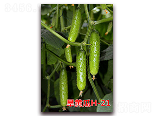 ���S��H-21-�S�ϷN��-�f(w��n)���r(n��ng)�I(y��)