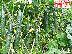 ����(y��u)-�S�ϷN��-�f(w��n)���r(n��ng)�I(y��)