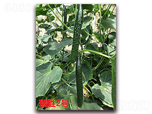 ����2̖(h��o)-�S�ϷN��-�f(w��n)���r(n��ng)�I(y��)