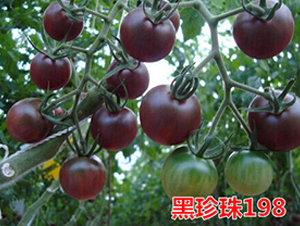 ������198-����С���t���N��-�f���r(n��ng)�I(y��)