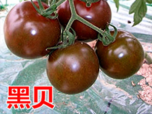 ��ؐ-����С���t���N��-�f���r(n��ng)�I(y��)