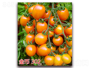 ����302-����С���t���N��-�f���r(n��ng)�I(y��)