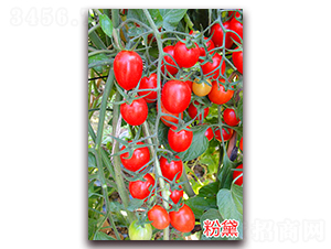 ����-����С���t���N��-�f���r(n��ng)�I(y��)