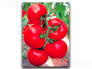 ����-�t�����ѷN��-�f���r(n��ng)�I(y��)