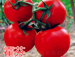 ����-�t�����ѷN��-�f���r(n��ng)�I(y��)