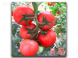 ؐ��-�۹����ѷN��-�f���r(n��ng)�I(y��)