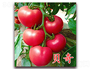 ؐ��-�۹����ѷN��-�f���r(n��ng)�I(y��)