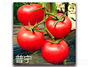 �Ռ�-�۹����ѷN��-�f(w��n)���r(n��ng)�I(y��)