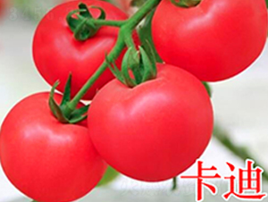 ����-�۹����ѷN��-�f���r(n��ng)�I(y��)