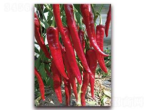 �M���t23̖-�����N��-�t�l(f��)�N�I(y��)